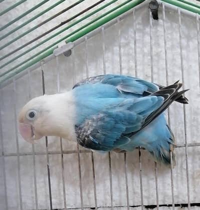 lovebirds Mutation