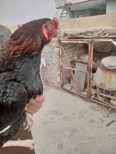 Aseel murgha aur murghi for sale