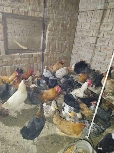 #*03037620293 serious buyer contact only