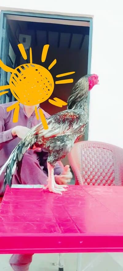 high quality aseel breader available