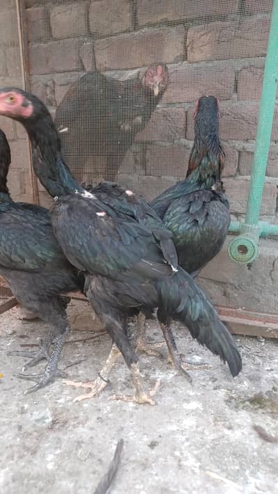 aseel Thai 0321==788__1088