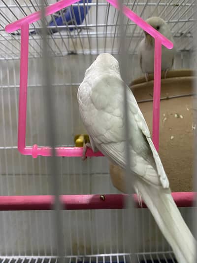 Albino Red Eyes Pair