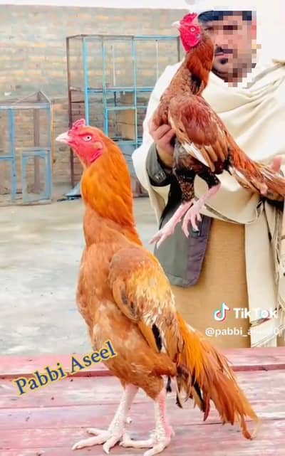 aseel miawalai male peshwar se choze mangwa ya 1 months ka tha