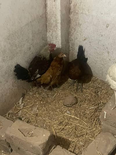 Desi murghi 800 ka ek