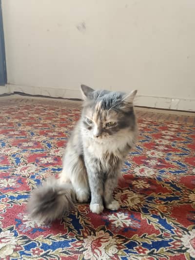 Persian cat