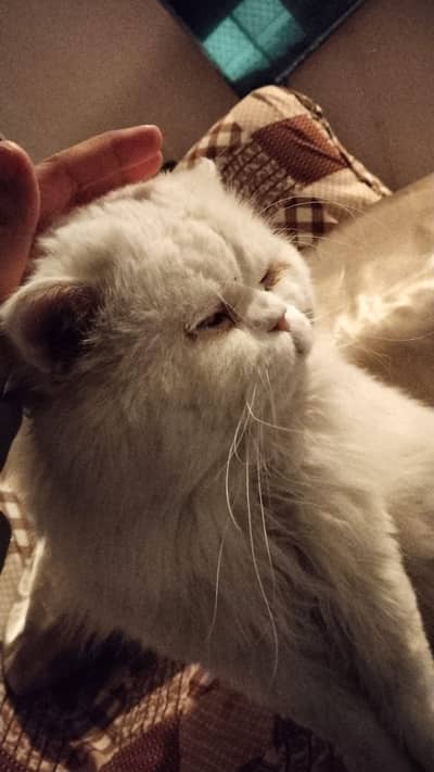 Male Cat Available for Stud Service