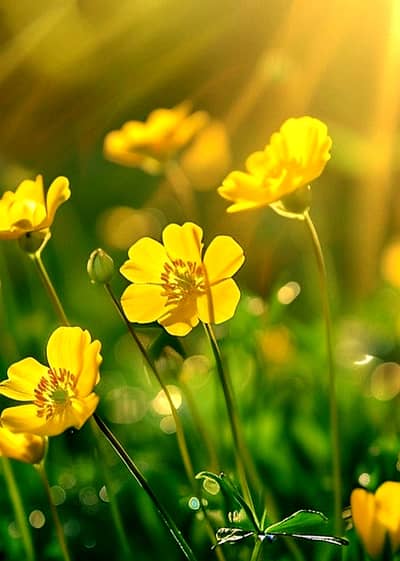 Luxury Farm House land 50 Kanals near water lake