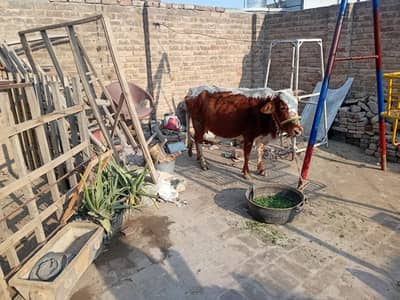 Original Mini cow (achay)