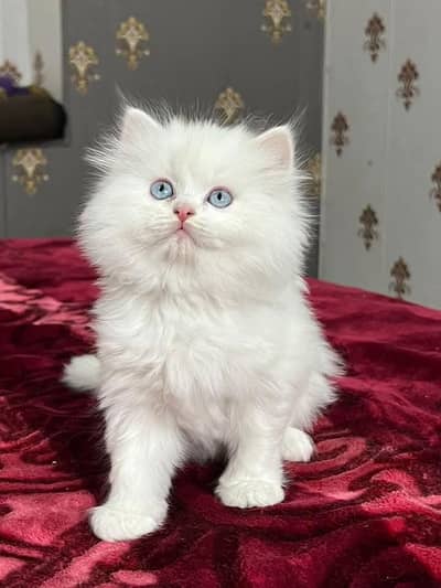 Persian cat 2 month age My WhatsApp number 0301=35.64. 795for sale