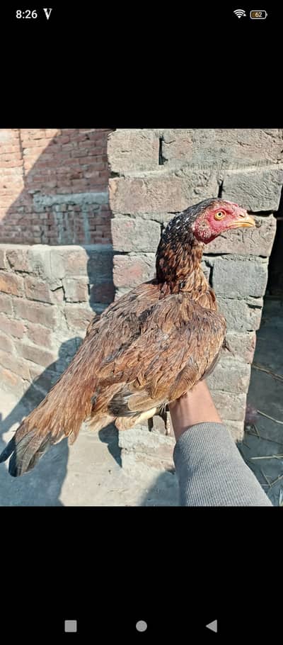 Aseel murgi for sale