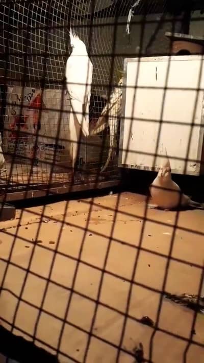 cocktail pair red eyes ino