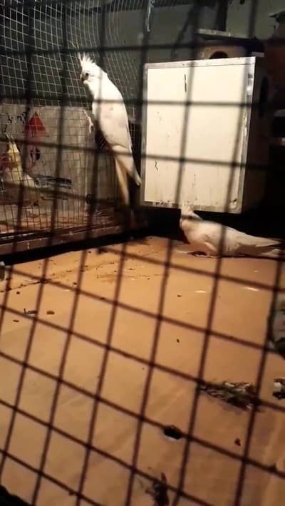 cocktail pair red eyes ino