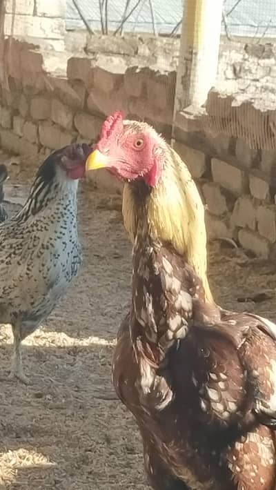 aseel nar ha or Golden madi ha