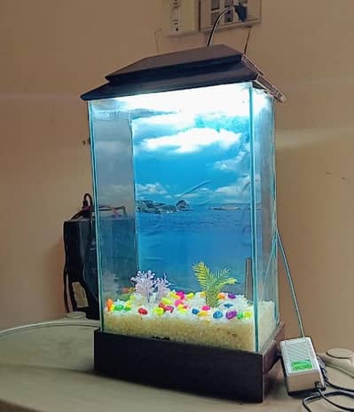 Fish Aquarium