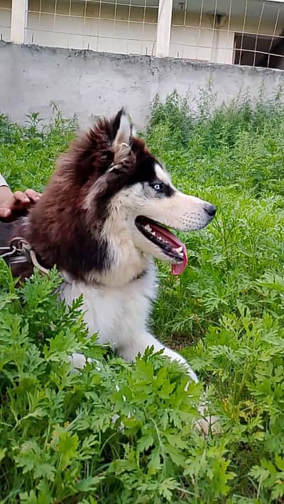 Available For S. t. u. ds