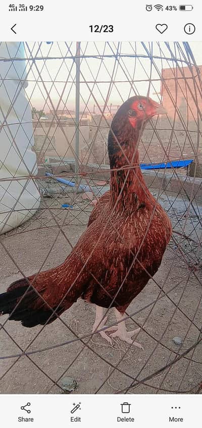 mana morge sale karne ha