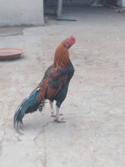 assel healthy and active 1 male and 3 females 03035846813