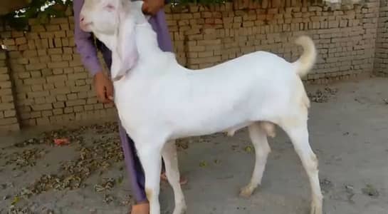 Gulabi bakra Call Me __03460423873