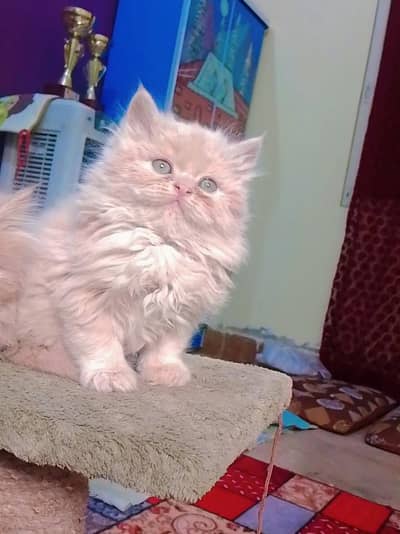 Persian kittens