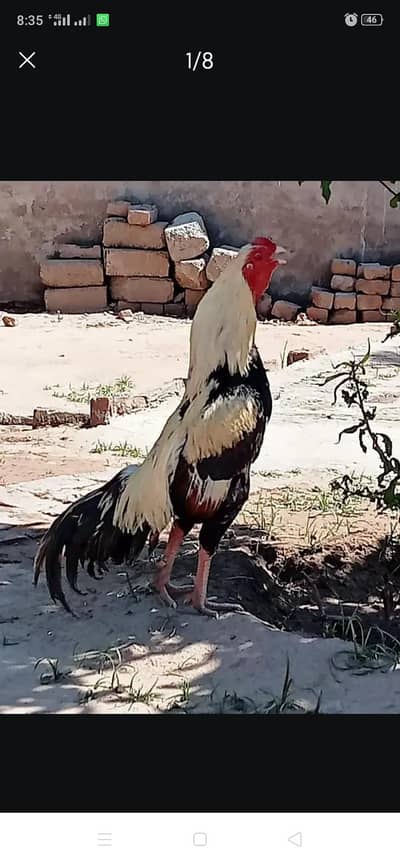 Mianawali Aseel  All For Sale