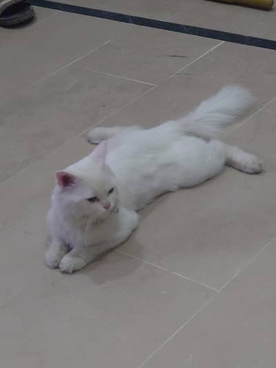 white colour Persian cute cat male. with basket and one bag of klumpy