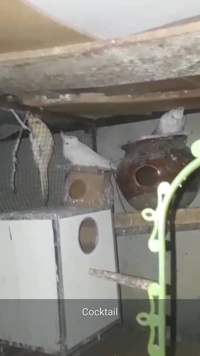 ino red cocktail pair and creameno V red pair cocktail