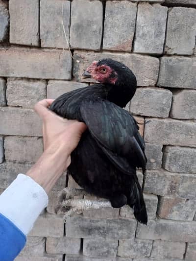 pure aseel hen for sale