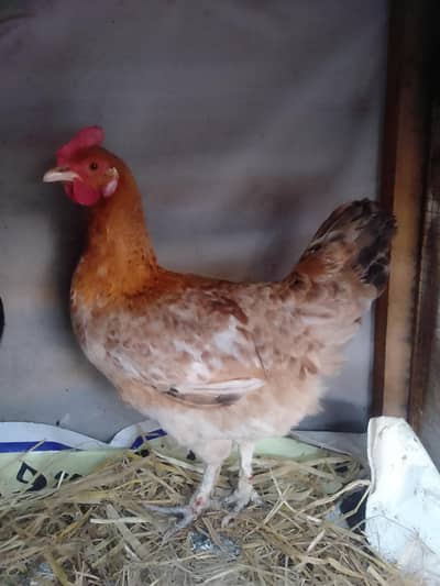 egg laying hens for sale 03024894247