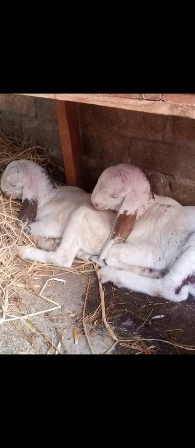 Rajanpuri female goat for sale with 2 kids