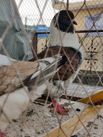 Modena Breeder Pairs available