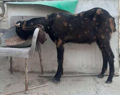 kamori breeder quality male