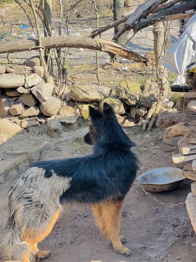 German shepherd dog for sale age 1 year long coart female