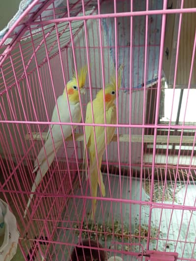 Cockatiel Pair