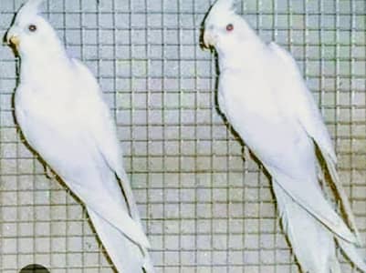 white cocktail red eyes breeder pair