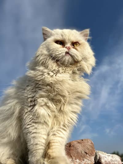 White Persian triple coat male cat for sale Sami punch face