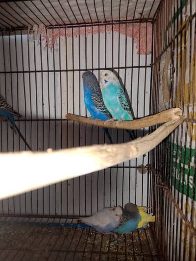 budgies pair