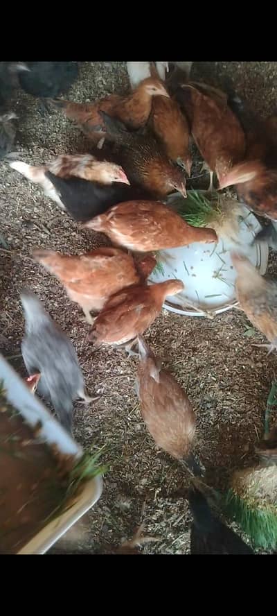 organic golden misri