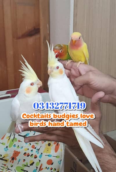 Hand tamed cocktails love birds budgie nazimabad