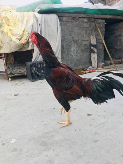 Pure Lakha Shamo Chicks | 2 Weeks Old | Healthy & Active