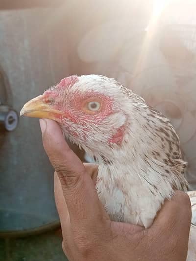 miawali madi for sale