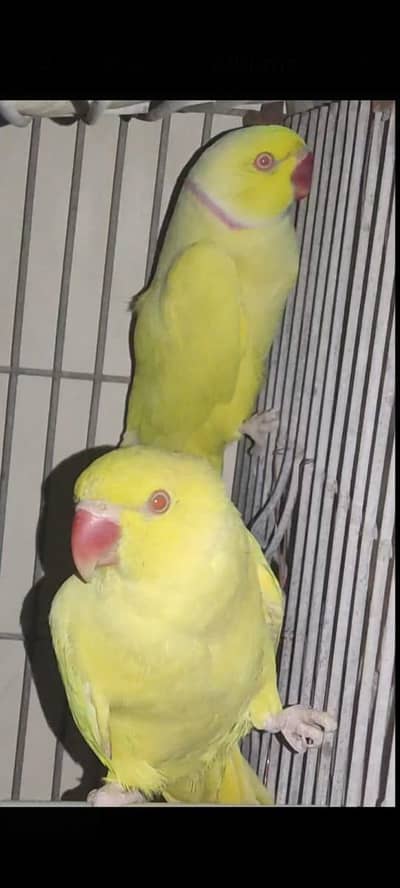yellow ringneck