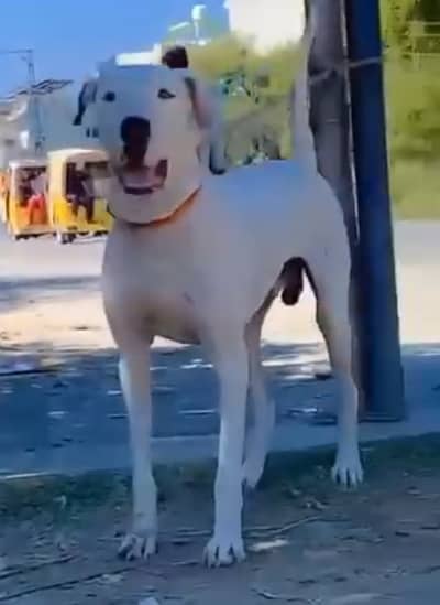 Bully Dog Naturally Aggressive and alert. Excellent for security