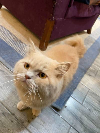 Persian light brwon cat