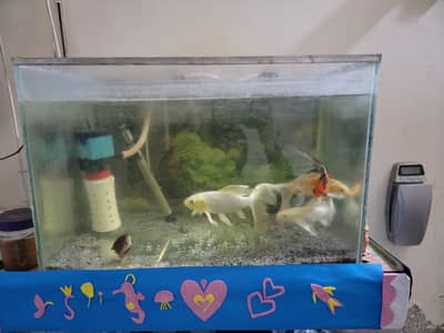Aquarium Setup with Fish