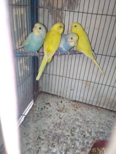Rainbow budgie and yellow pied budgie phatty