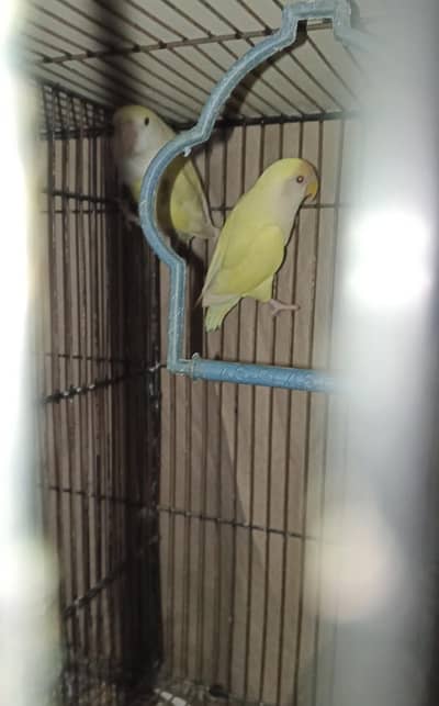 rozicolli Breeder pair