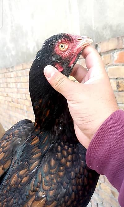 Aseel khajori madi high quality