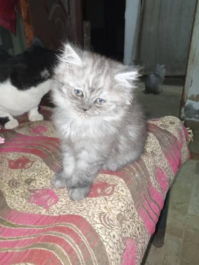 Persian Grey Triple Coated Home Bread Kitten for Sale