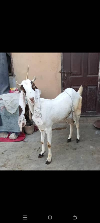 Gulabi Abluck Milking Goat  Daily 2 kg milk 03162918168
