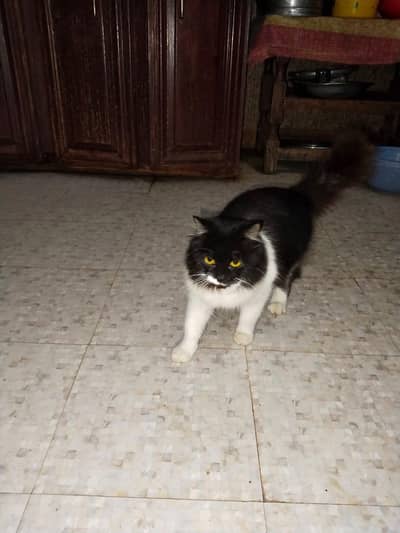 Persian trained Cat vaccinated